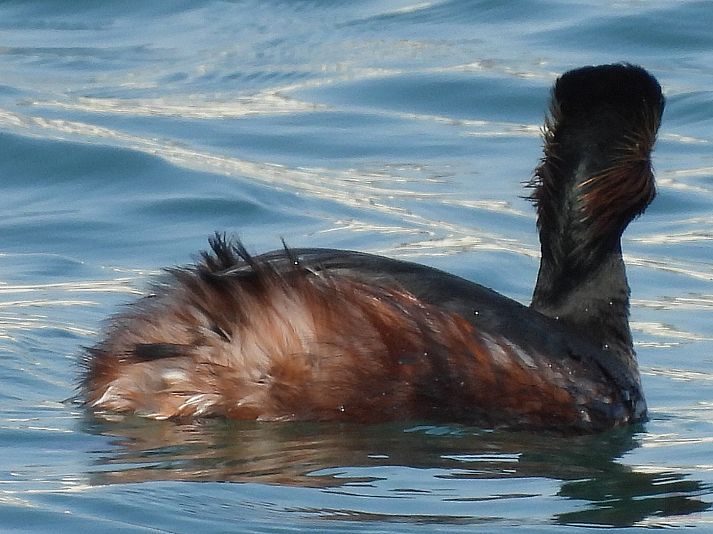 金乃嘴.shinobu/野鳥観察＆鳥雑貨・鳥アクセサリー tweet media