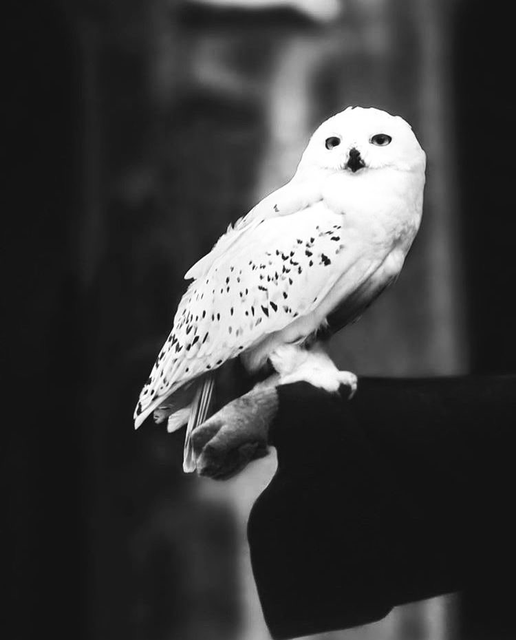 𝐻𝑒𝒹𝓌𝒾𝑔 tweet media