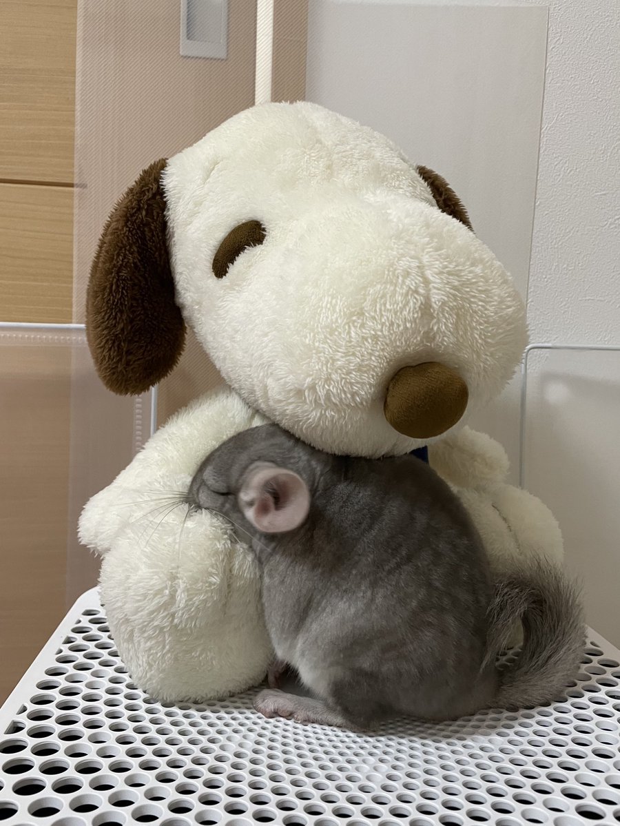 cav empty tweet media