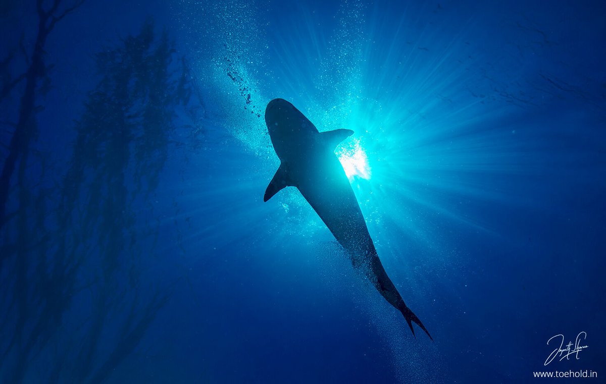 Jayanth Sharma tweet media