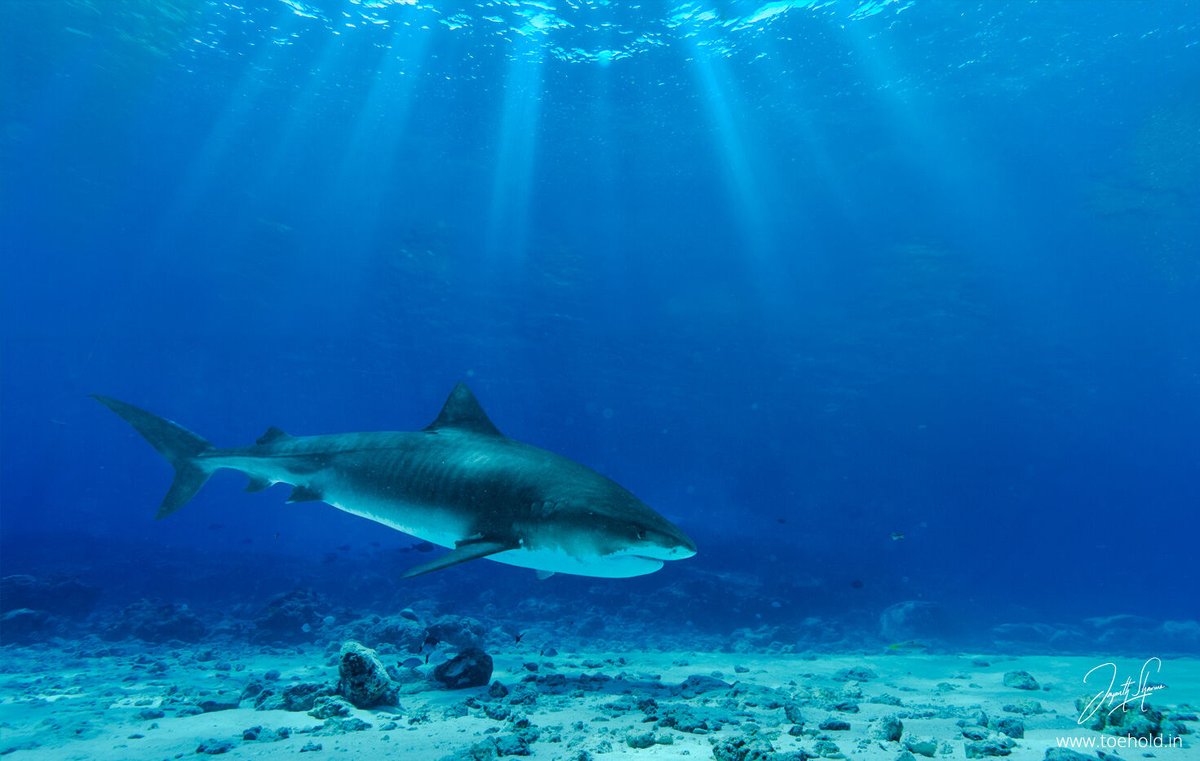 Jayanth Sharma tweet media