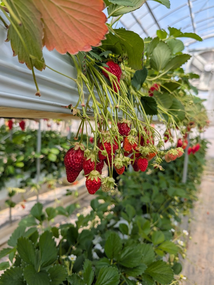 ムシさん tweet media