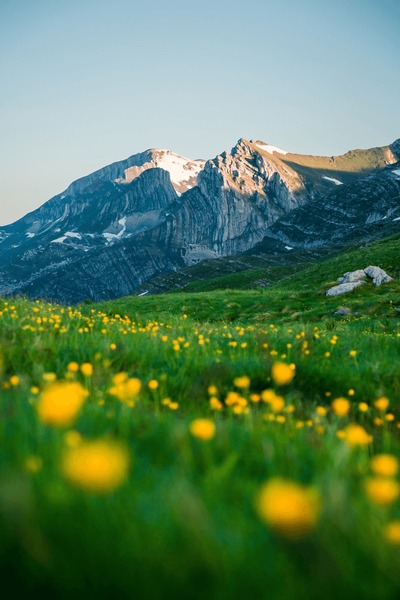 MYVOICE_111's tweet photo. Stunning alpine view 🌄: a lush green meadow dotted with bright yellow flowers in the foreground and majestic snow‑capped mountains bathed in golden light in the background. Pure nature’s masterpiece! #MountainLove #AlpineBeauty #Irán #NaturePhotography #TravelDiaries #EpicViews https://t.co/5plADbo8Yh