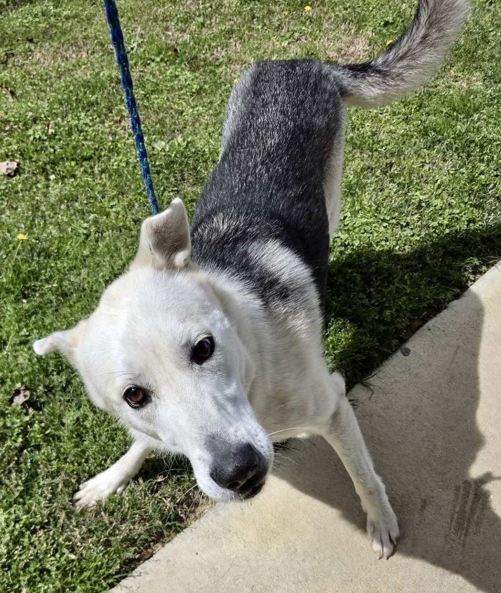 LacDonna's tweet photo. Sweet Magnolia is still waiting for a hero to come and adopt her to give her a second chance at love. Magnolia is only 3 years old, Affectionate, Brave, Curious, Playful, Friendly. But, Magnolia needs pledges desperately to attract a rescue. Please help!! https://t.co/9532Z66C8B