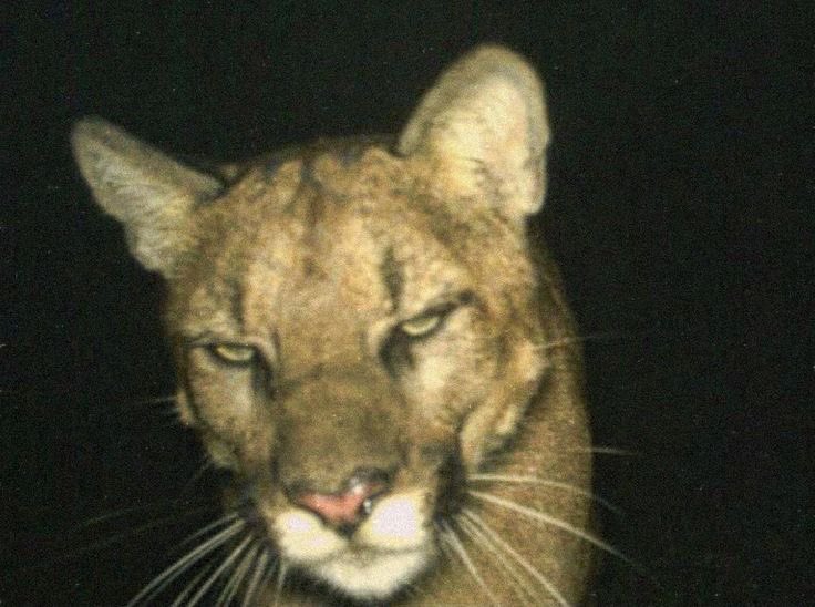 gabrielle tweet media