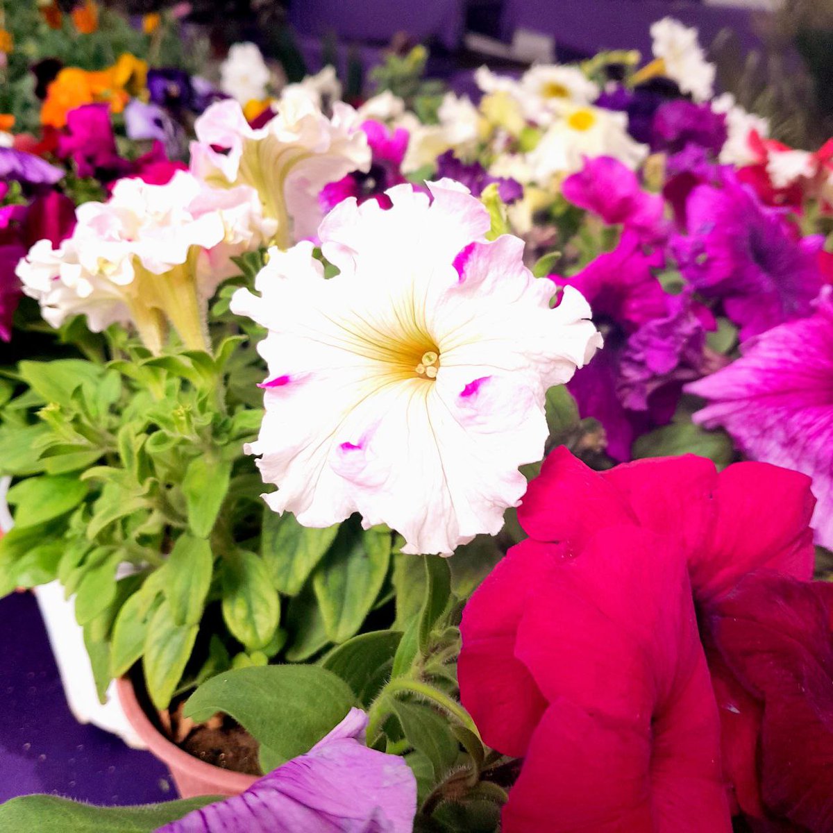 nadaa🌾 tweet media