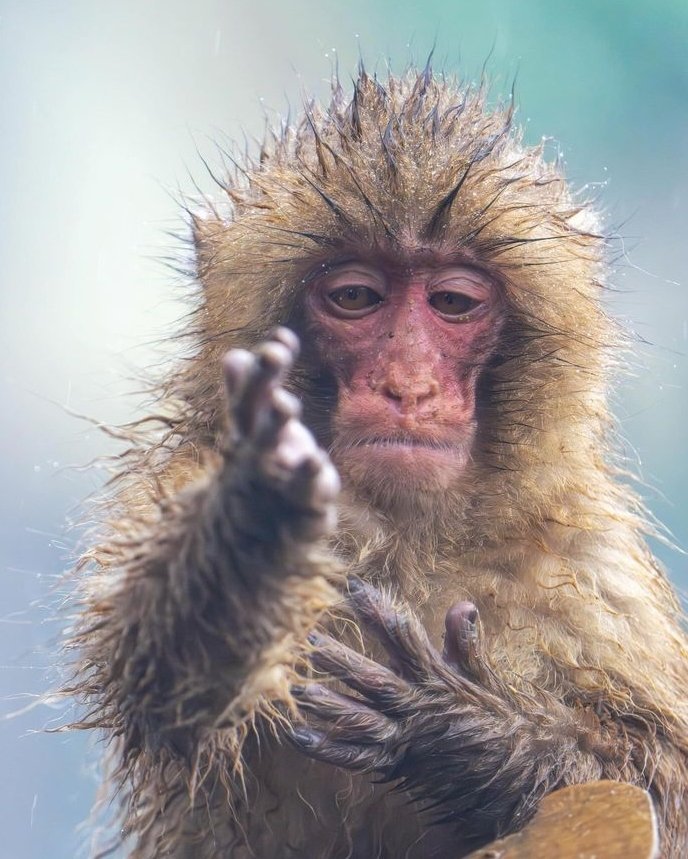 Early Man tweet media