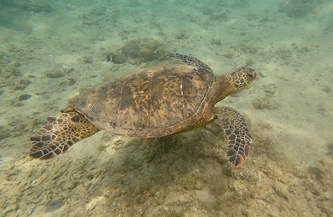 31 days until Hawaii 🏝️🌺🐬