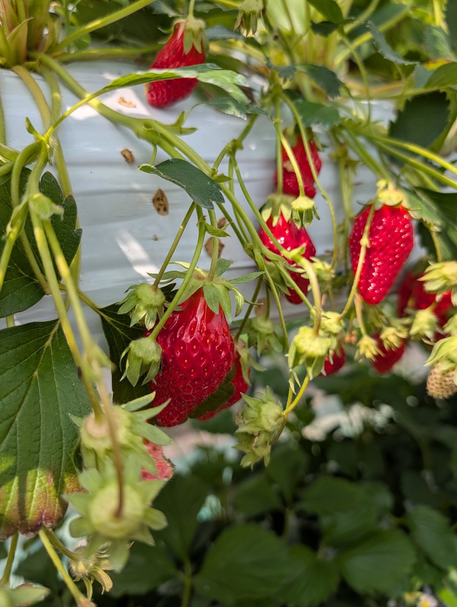 ムシさん tweet media