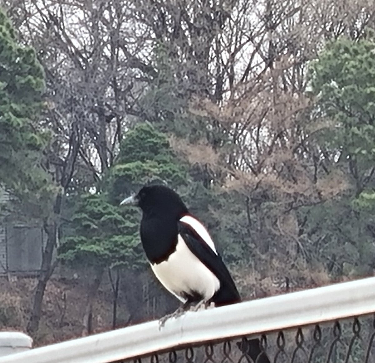 미미작 tweet media