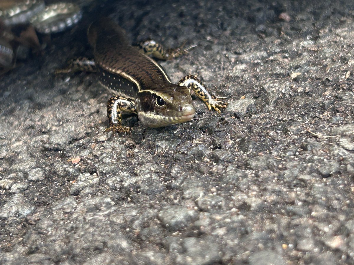 JustASlyMusic💫🎧 tweet media