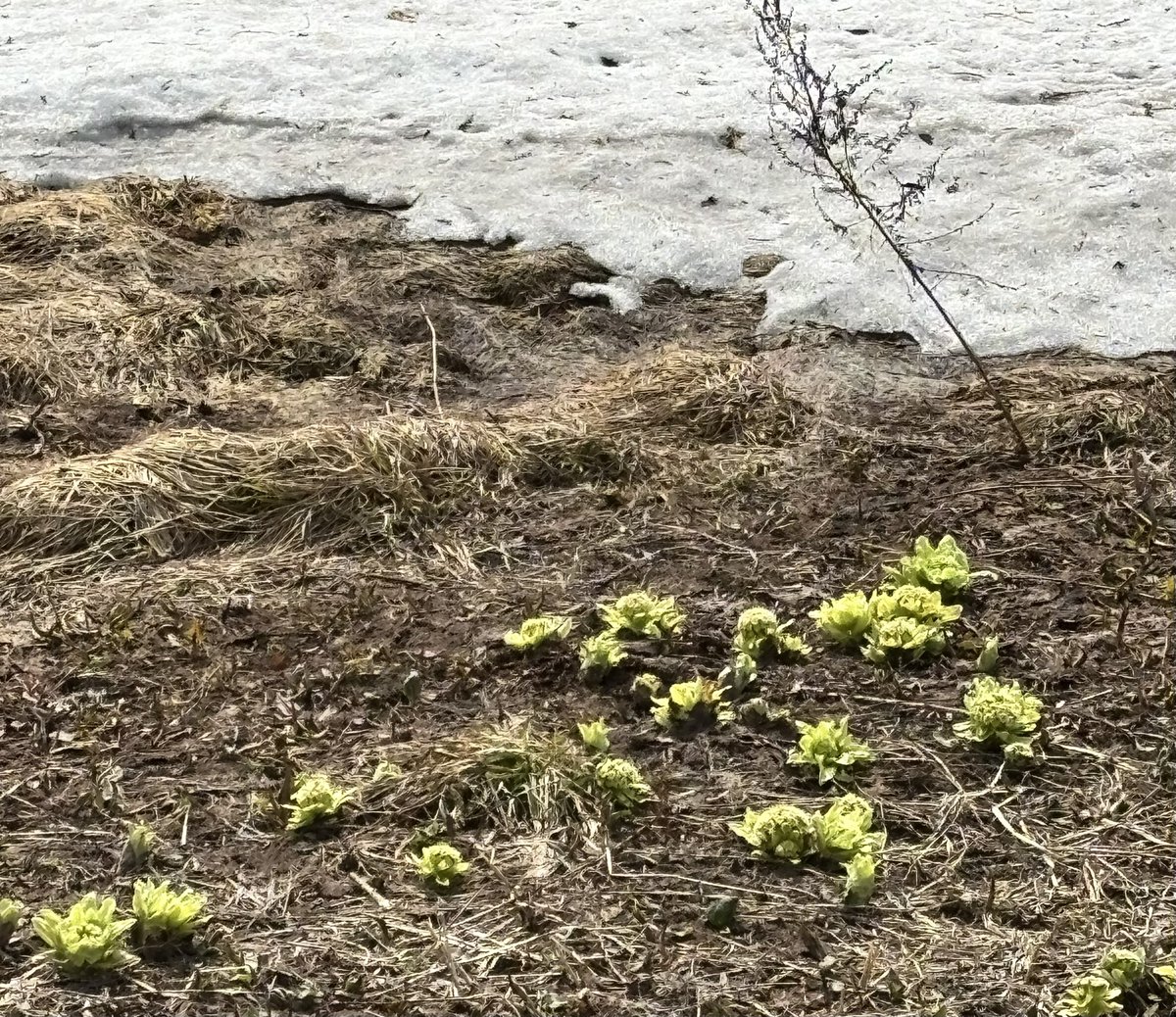 しーやん@ヤッホー tweet media