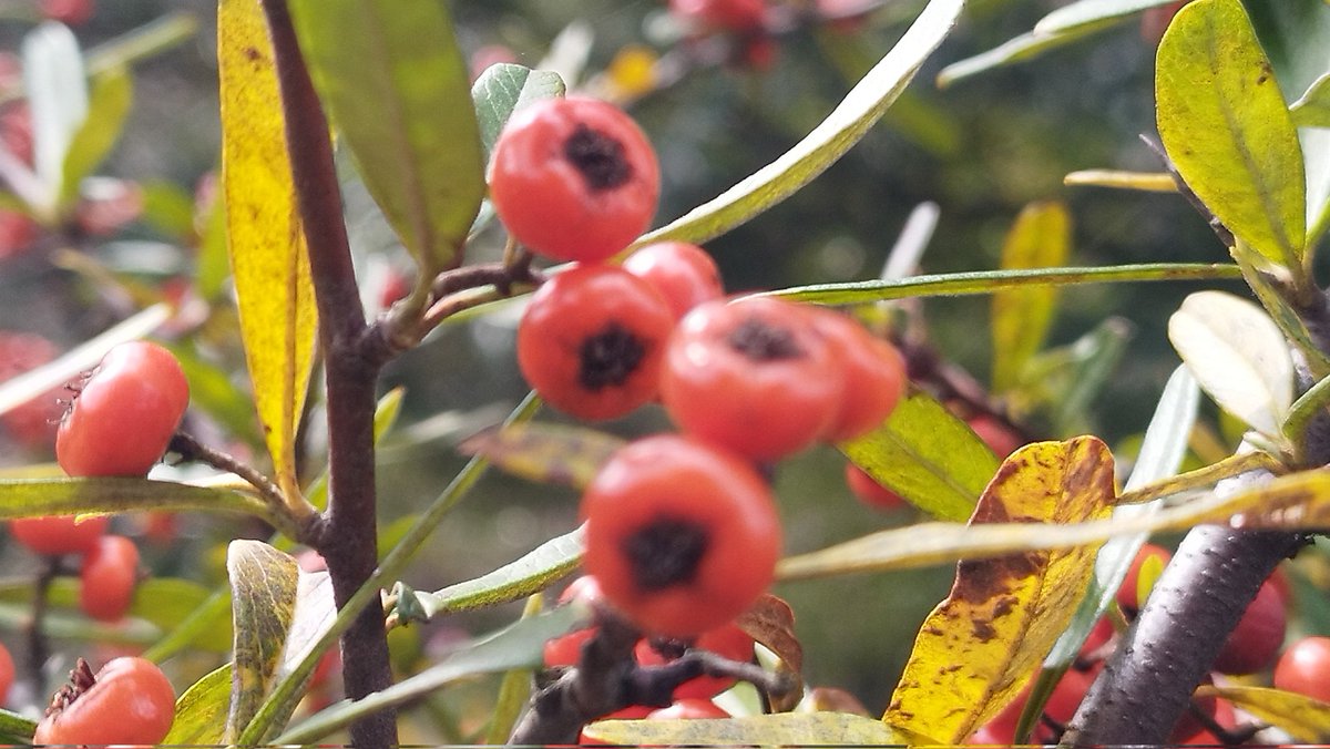 うぃーP tweet media