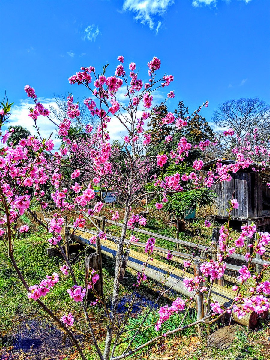 ✤nikoo✤🍒不調でお休みしてますꕤ.｡ tweet media