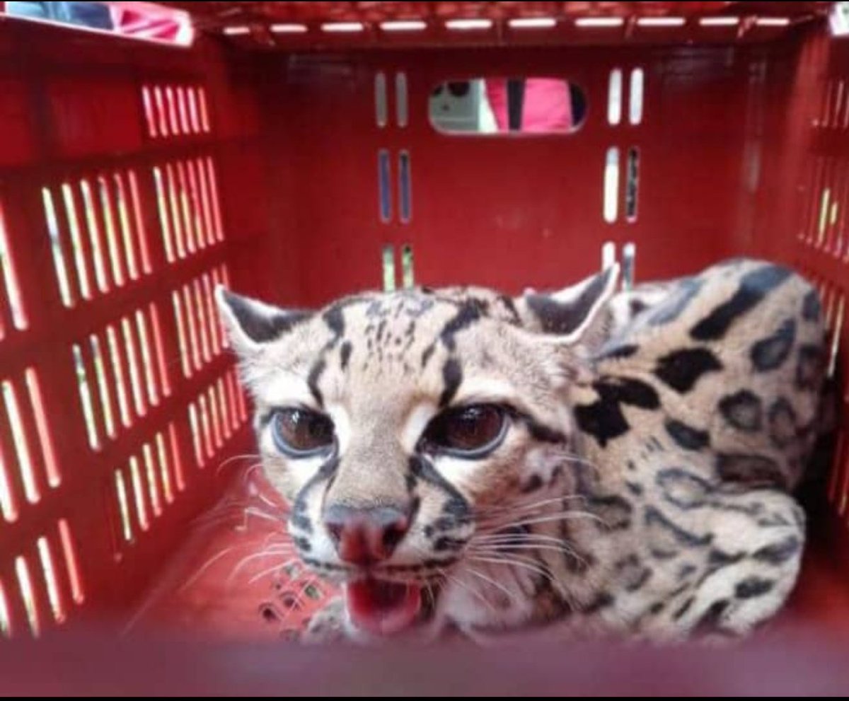aledavila28's tweet photo. 🐅Viernes 27 de marzo de 2026 en el municipio Antonio pinto salinas (Santa Cruz de Mora) en la escuela Carlos Zerpa se encontró en un árbol de dicha institución educativa un cunagauaro también conocí cómo tigrillo.
#Cunagauaro #Felino #Mérida #Venezuela #BBB26 https://t.co/m1CwdSSnIu