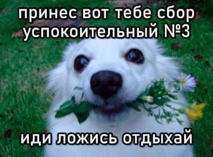 пипи малыш в суперпозиции tweet media