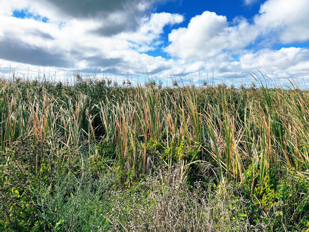 Andie Ⓥ Pigoneer ™️ 𓃟 tweet media