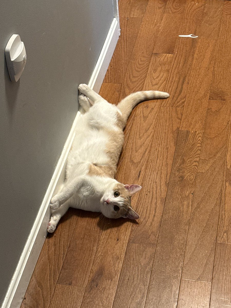 Plebby 🤌 tweet media