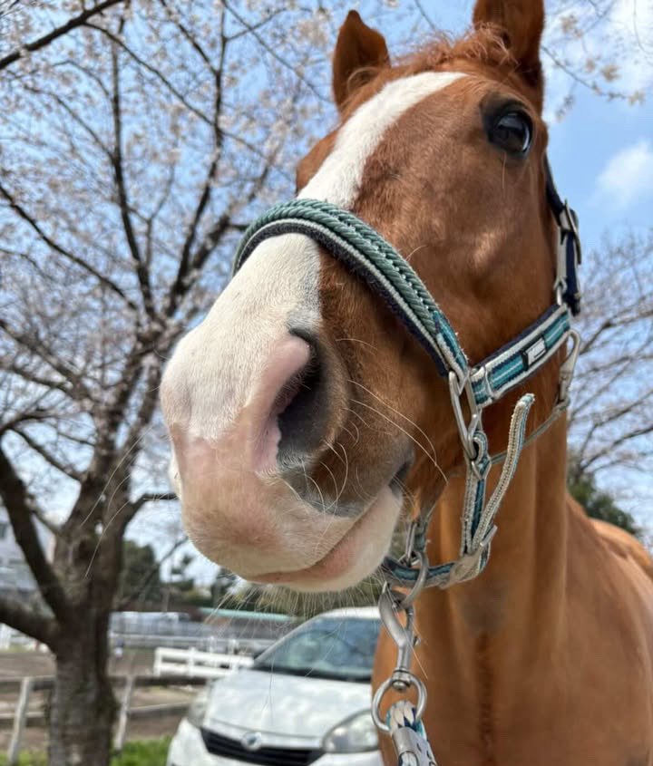 エクレール（競走馬名カガヤキハリマオー） tweet media