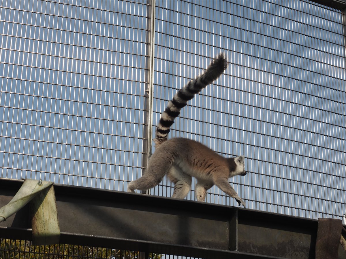 kyotoshidoubut1's tweet image. ワオキツネザルの尻尾はマフラーになったり、仲間への目印になったり、バランスを取ったりするのに役立っています。

#京都市動物園 #kyotocityzoo #ワオキツネザル #尾 #役割 #RingtailedLemur #tail #role #function