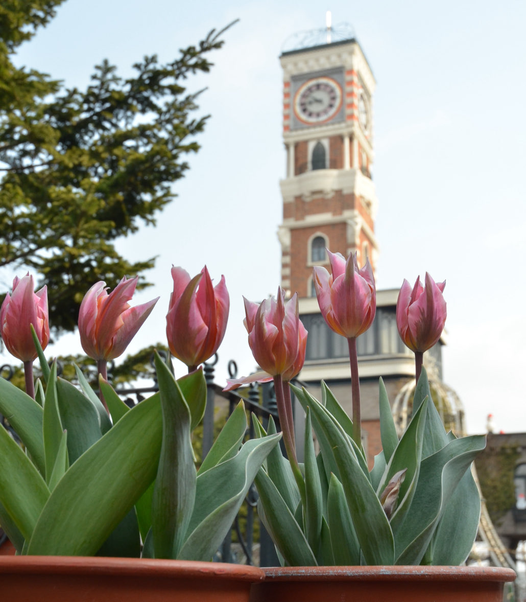 白い恋人パーク【公式】 tweet media