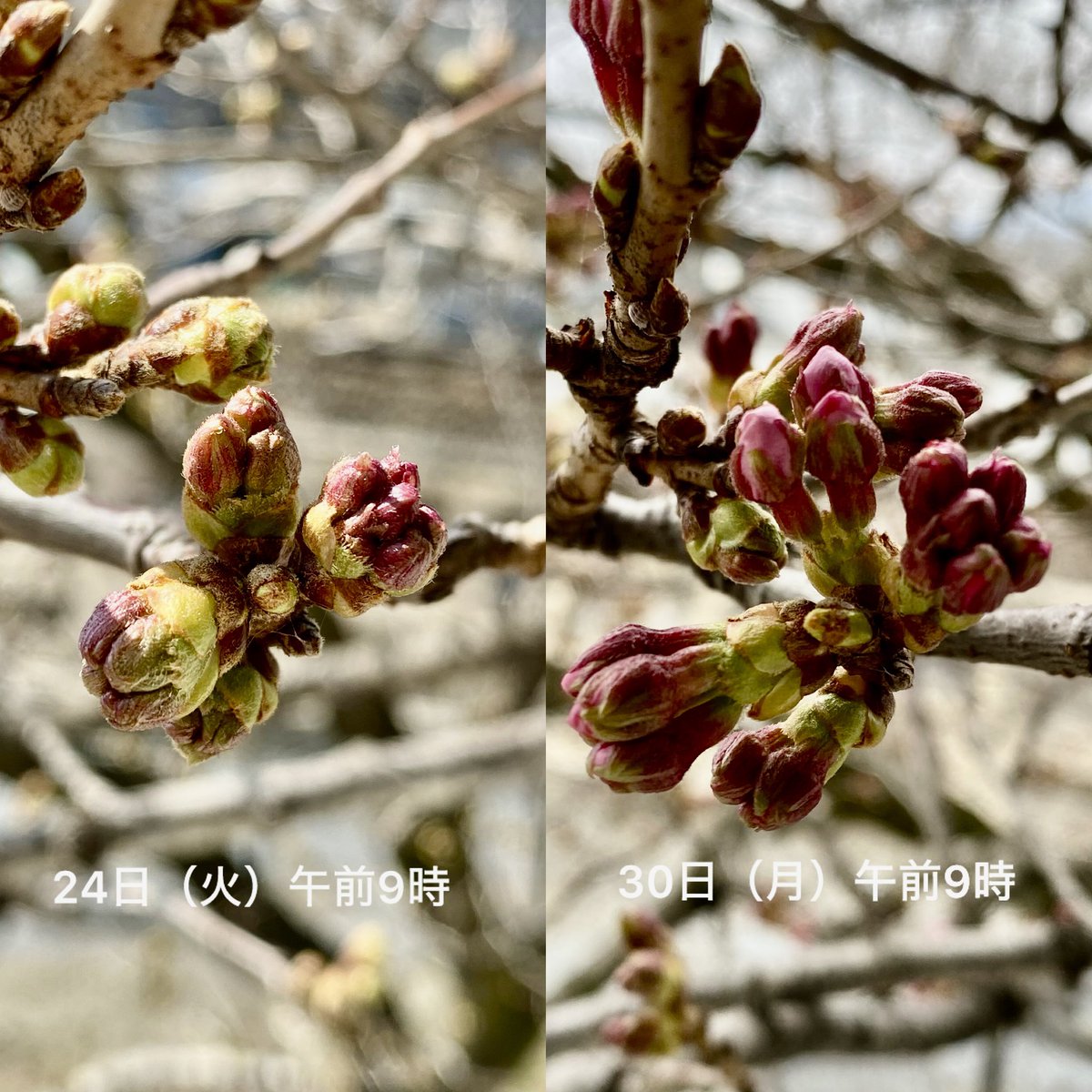 大船渡市役所 tweet media