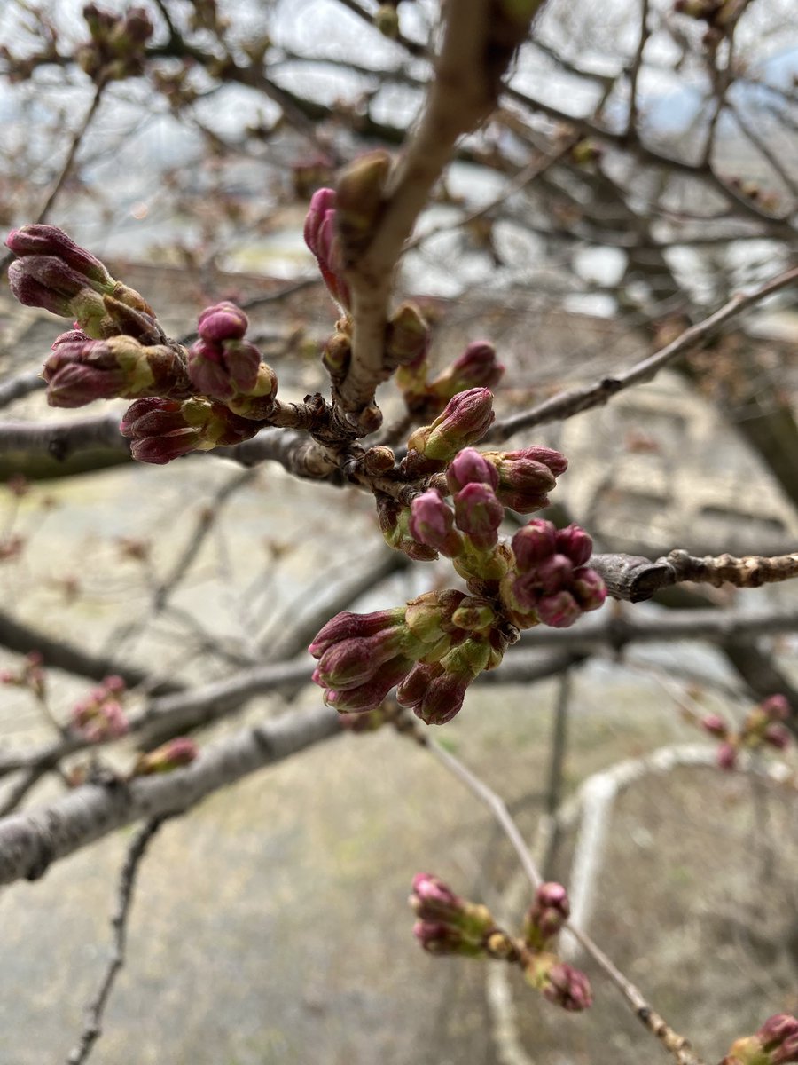 大船渡市役所 tweet media