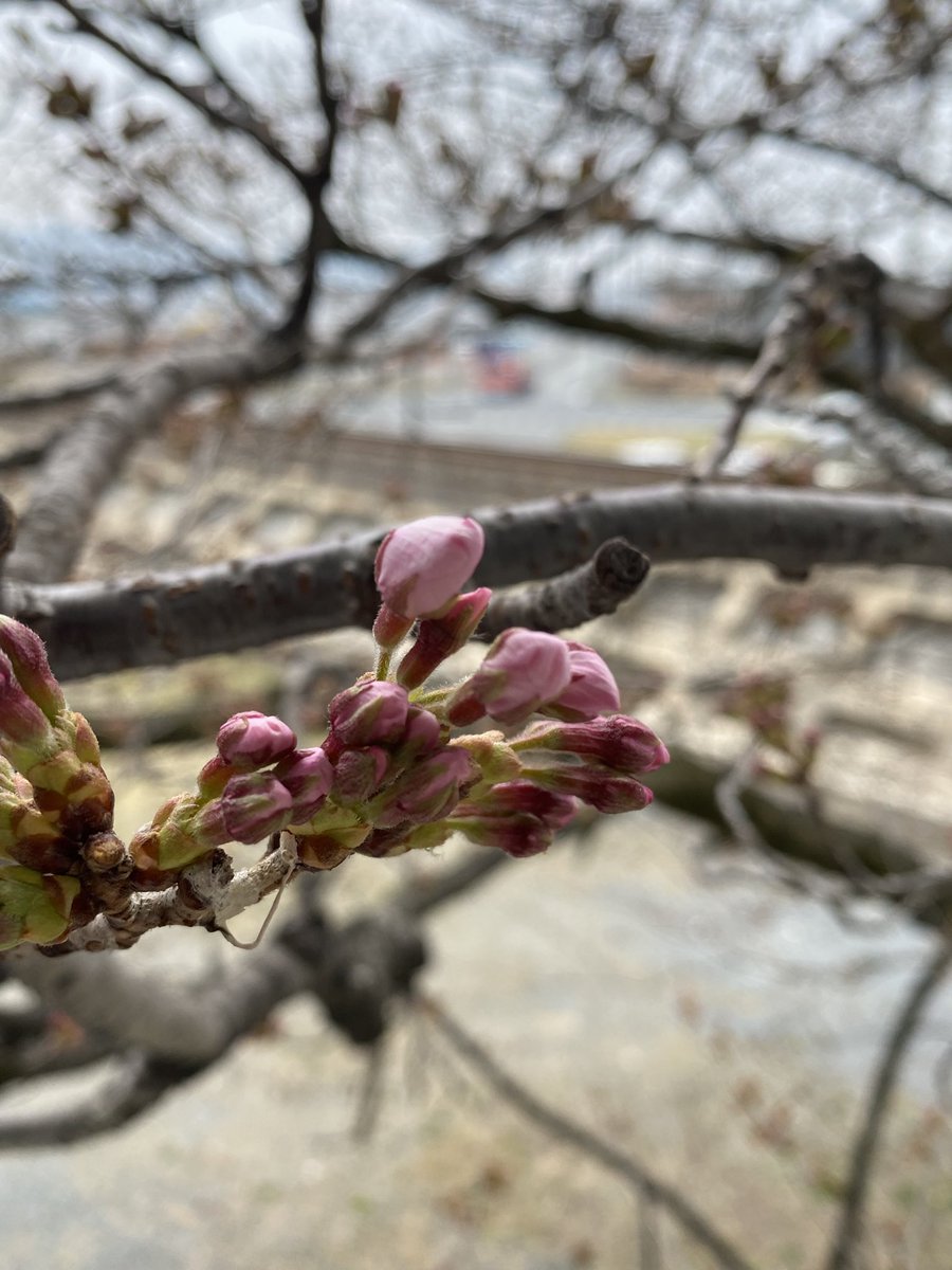 大船渡市役所 tweet media