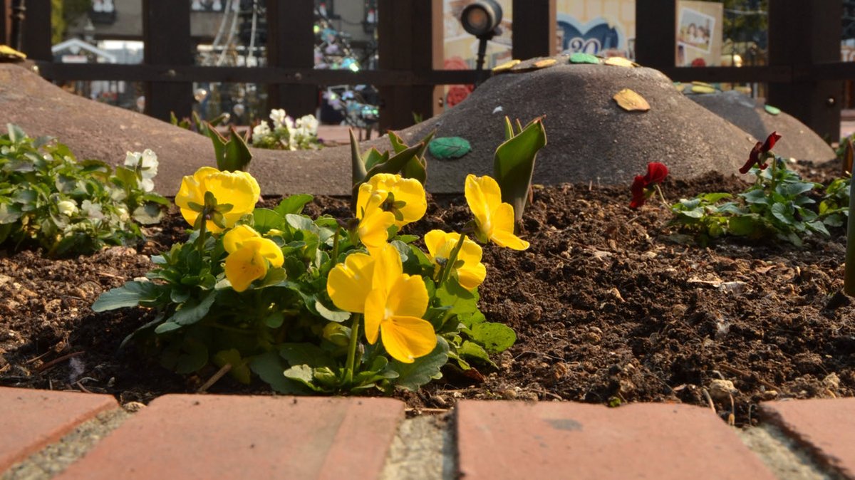 白い恋人パーク【公式】 tweet media