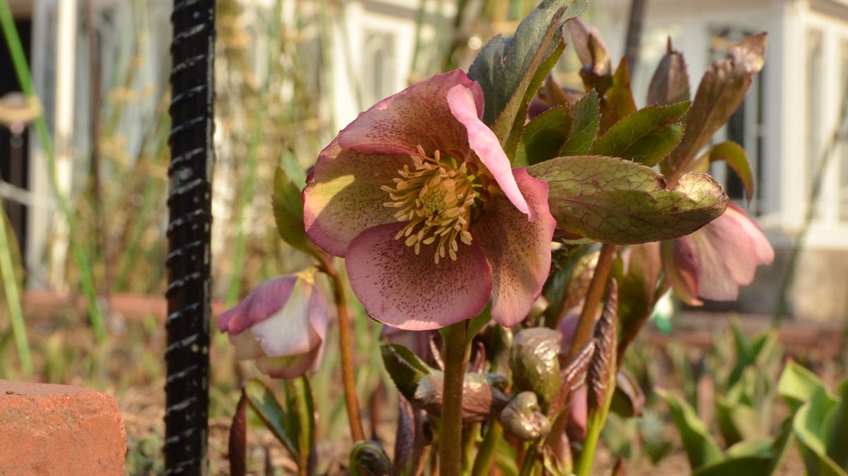 白い恋人パーク【公式】 tweet media