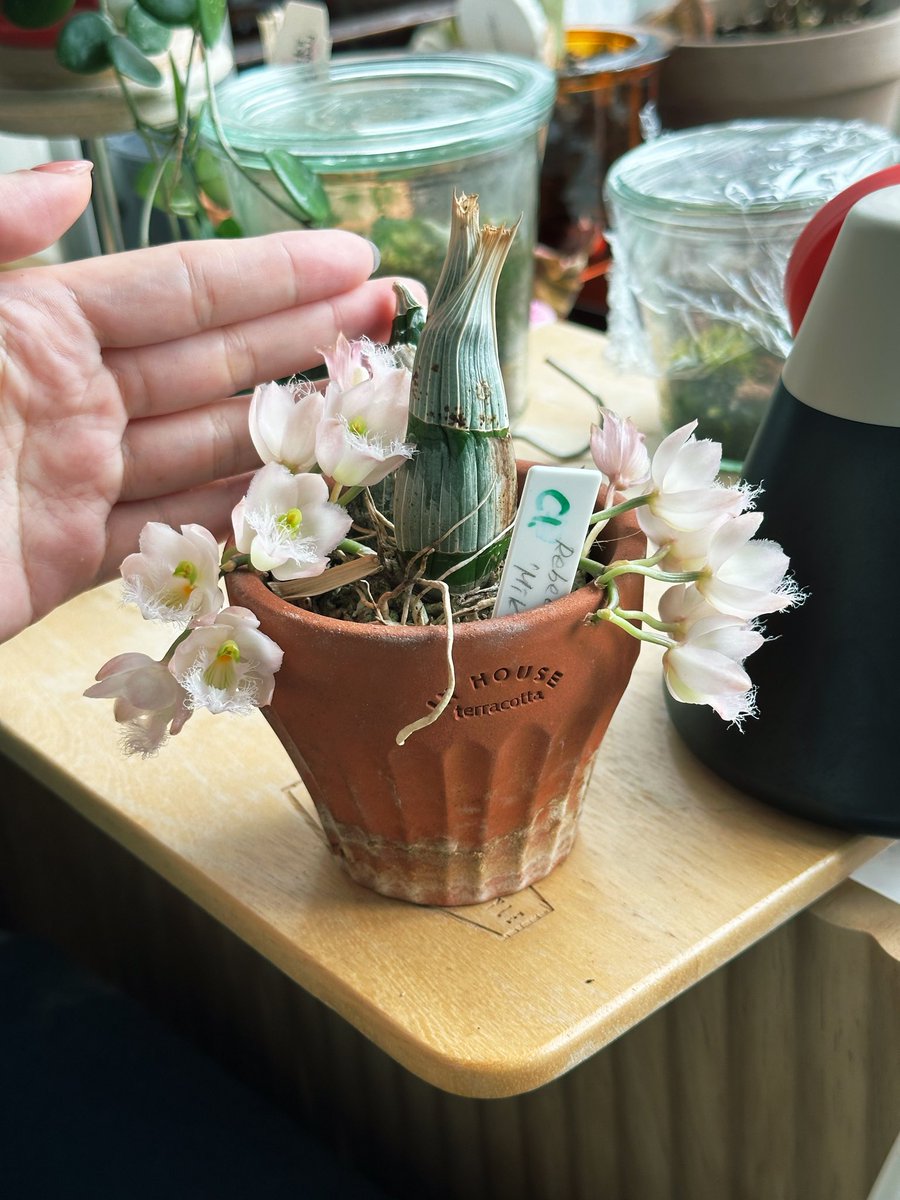 식물햄🍥 tweet media