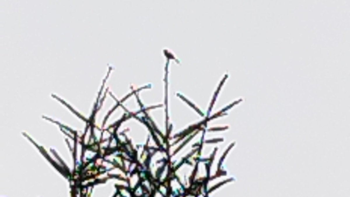 うぃーP tweet media