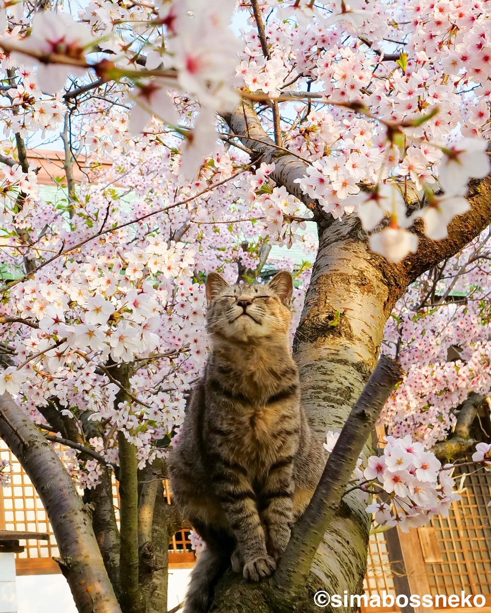 simabossneko 写真集「島にゃんこ」発売中 tweet media