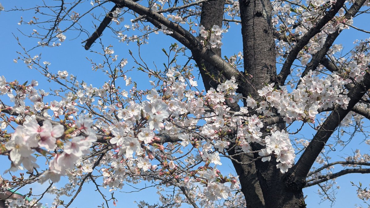 桜逢祭 tweet media