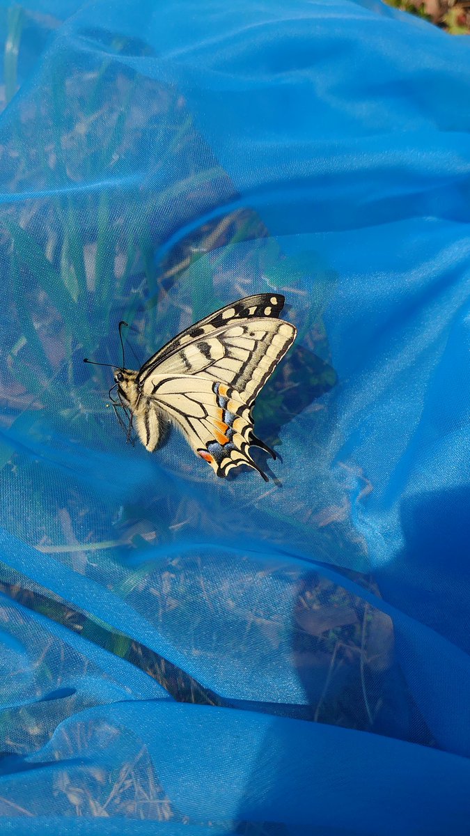 蝶屋のかいと tweet media