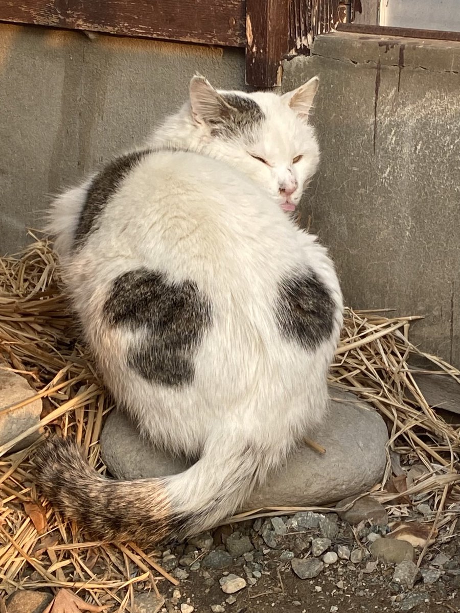 かいやさくらの日常。 tweet media