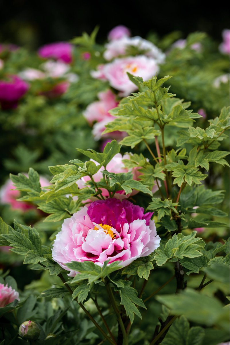 inLuoyang tweet media