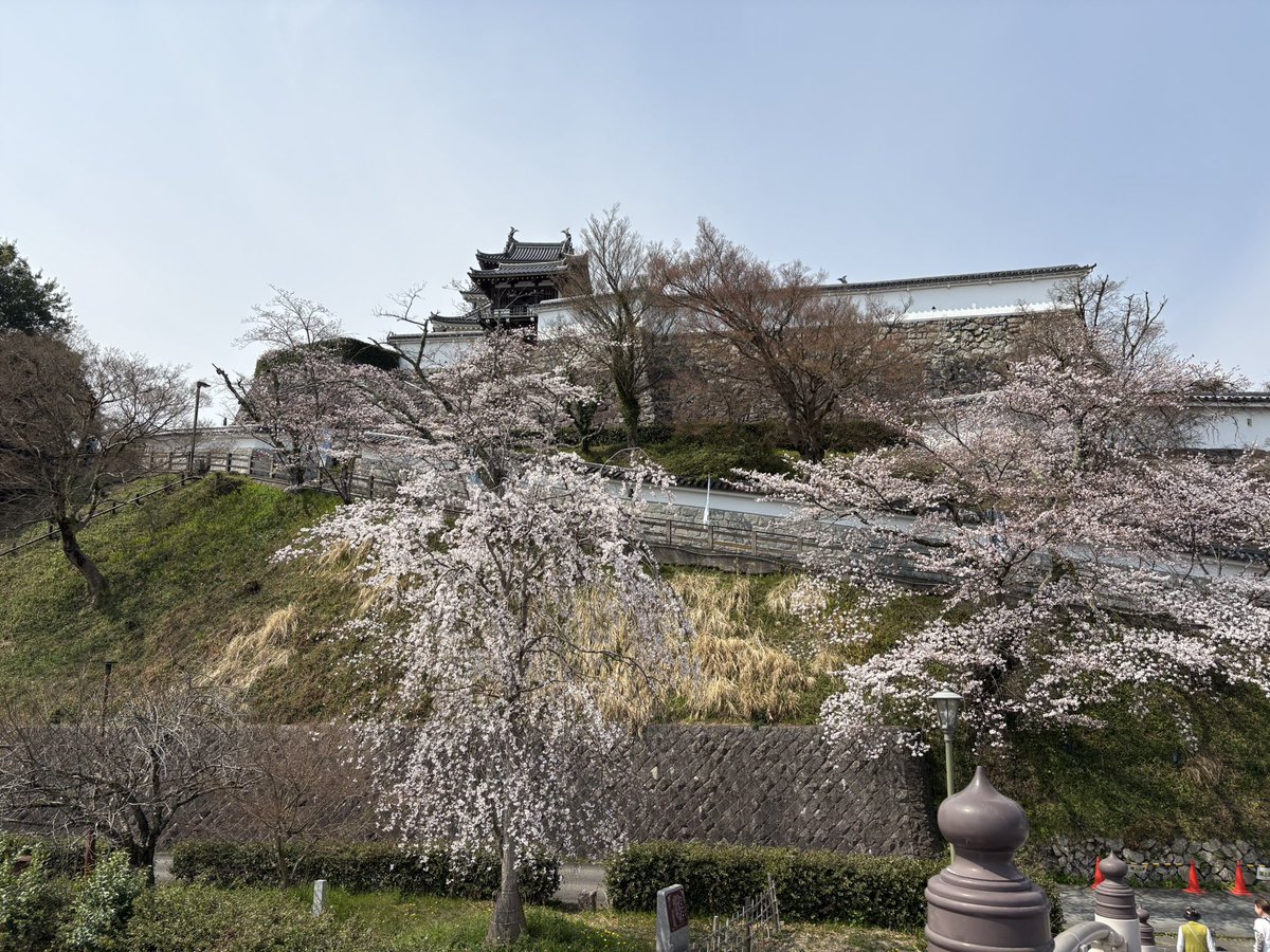 福知山城🏯
明智光秀が丹波攻めの後に入城。光秀亡き後は秀長も城主を務めました。
桜が見頃でとてもきれいです。