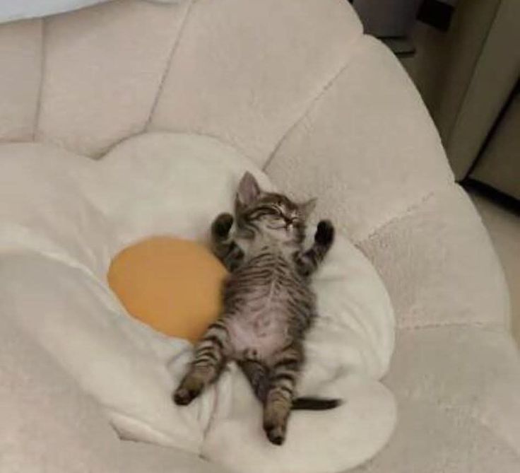 こねこ図鑑 tweet media