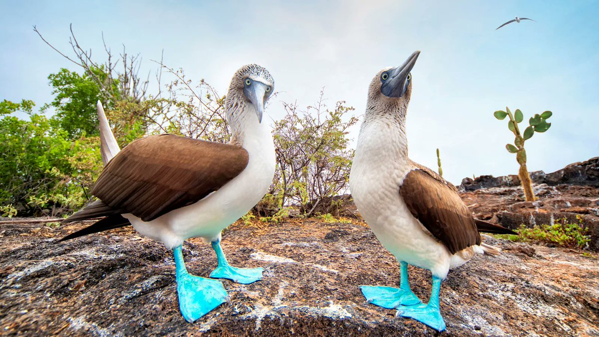 the Red Omega tweet media