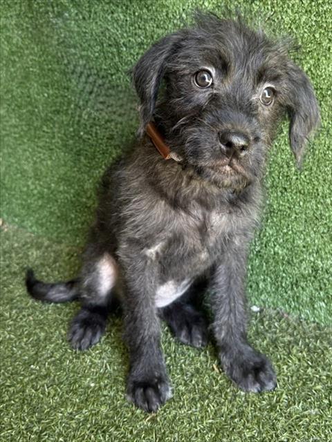 LancasterAnimalShelt tweet media