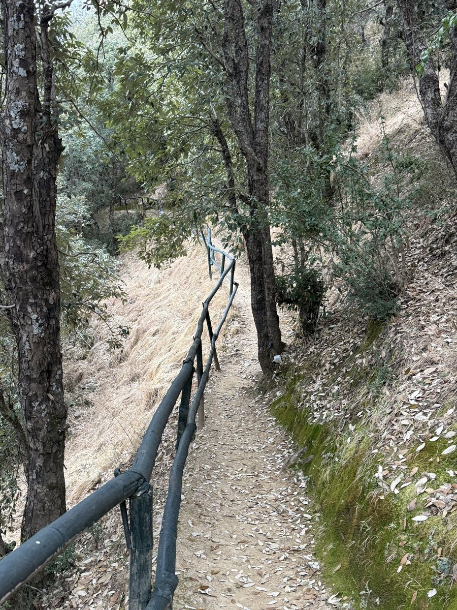 sonalgoelias's tweet image. Morning Trails 🌿

#Peace #Calm 
#Serenity 🌸