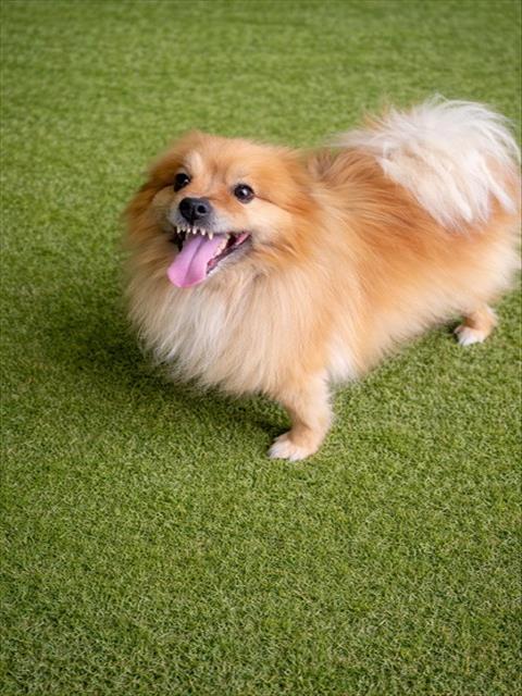 LancasterAnimalShelt tweet media