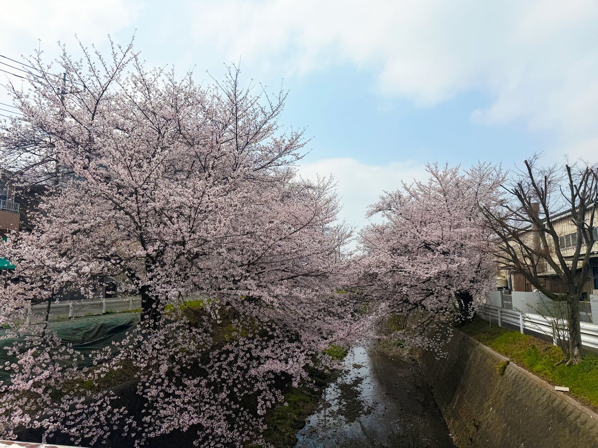 ところざわサクラタウン🌸 tweet media