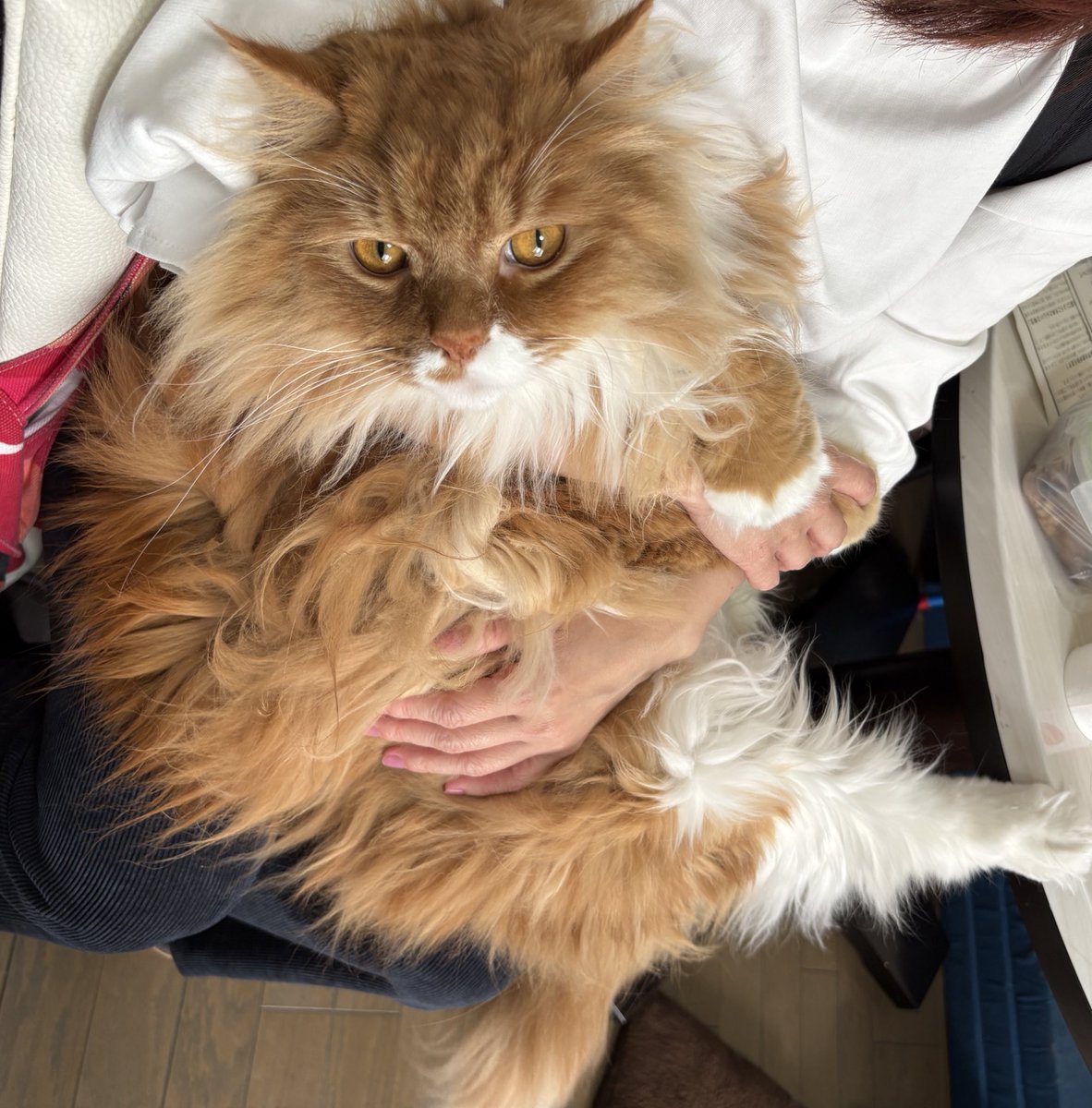 なるる軍曹(田上成美)🦖 tweet media