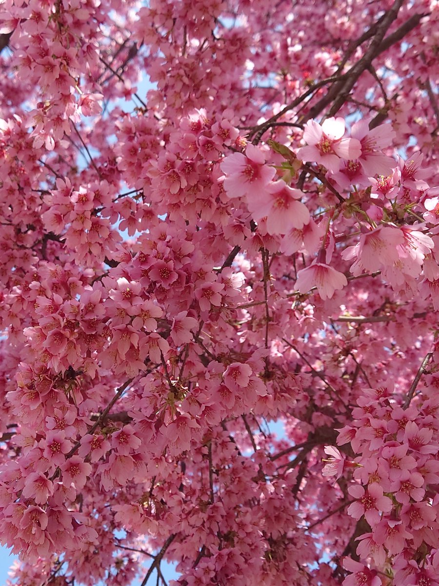 ろんふぁ tweet media