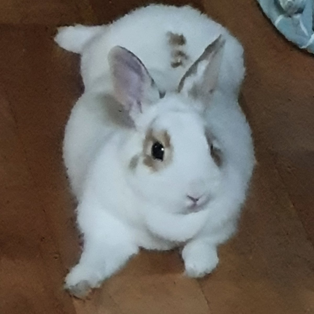 모룽 (목털...입니다) 외 털 동물 소량 tweet media