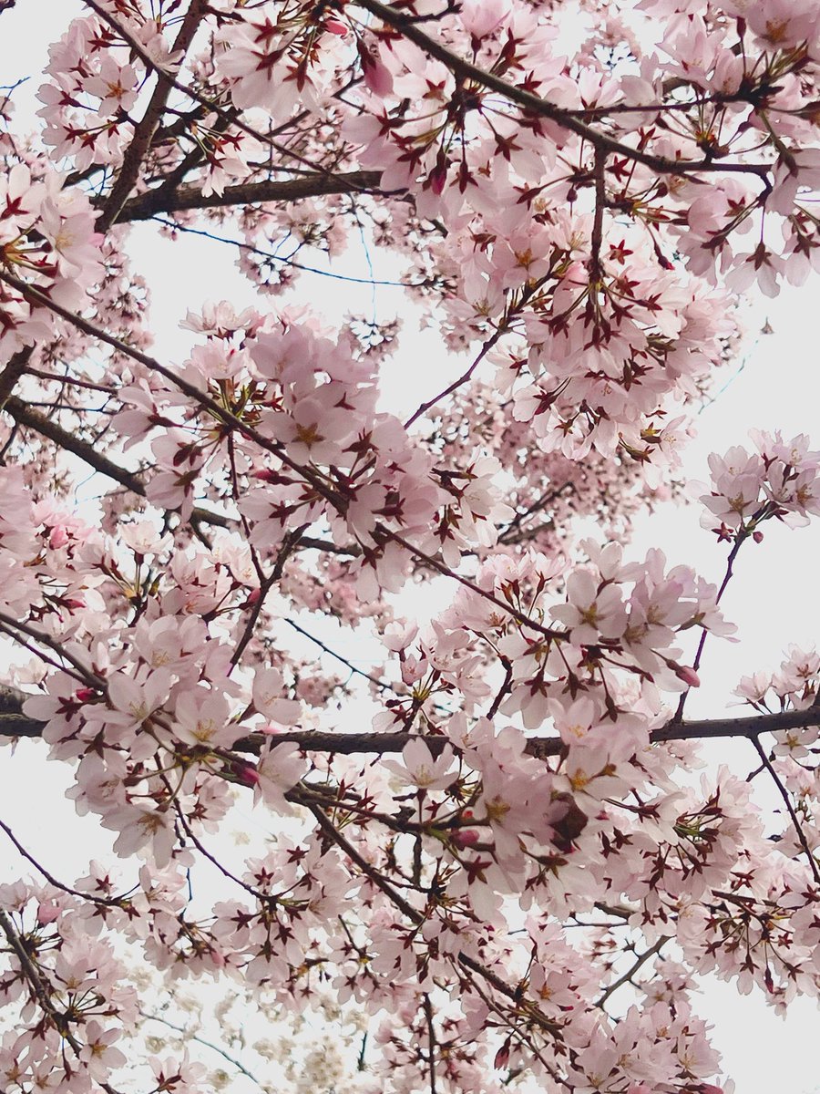 정아로 tweet media