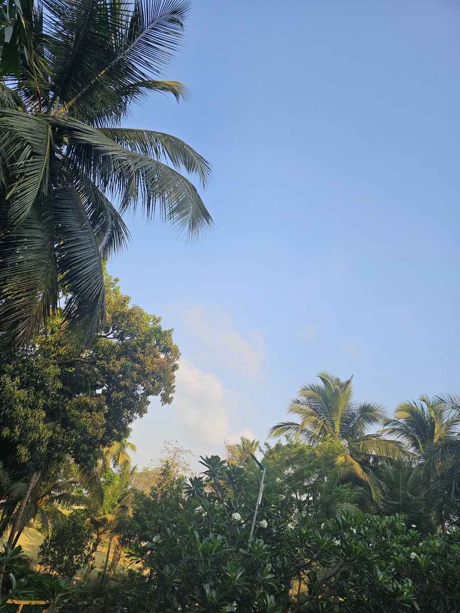 Aislinn(Roselife) tweet media