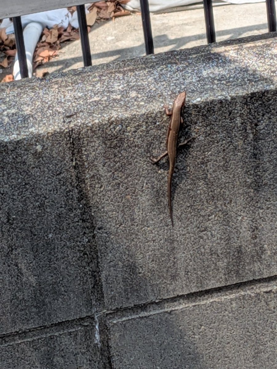 ポリガン2 tweet media